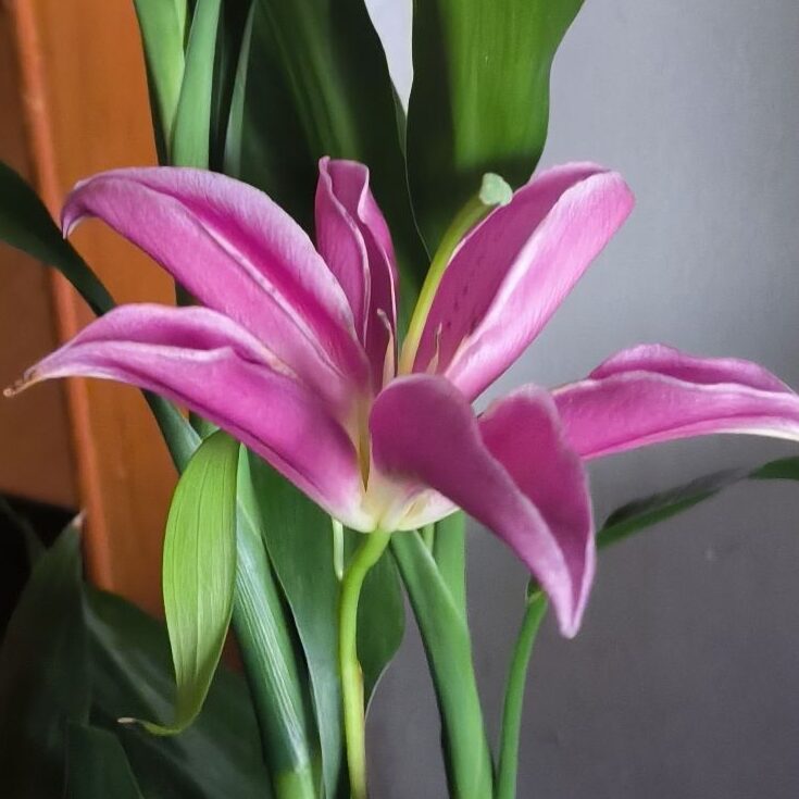 一朵开放的百合花